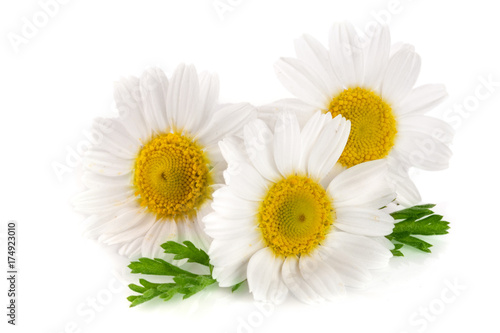 Fototapeta Naklejka Na Ścianę i Meble -  Three chamomile or daisies with leaves isolated on white background
