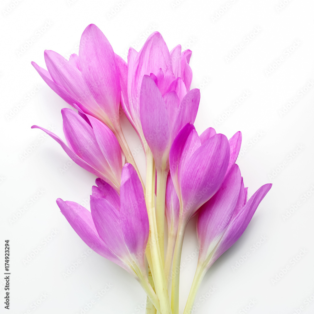 Naklejka premium crocus flower over a white background. Top view