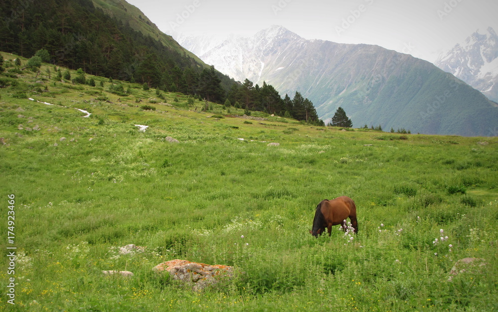 Naklejka premium Horse in a mountain field