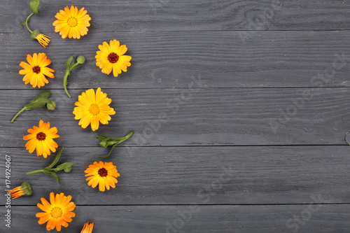 Fototapeta Naklejka Na Ścianę i Meble -  Calendula. Marigold flower on black white background with copy space for your text. Top view