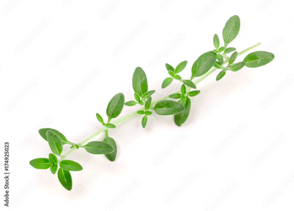 Fresh thyme spice isolated on white background Fresh thyme spice isolated on white background