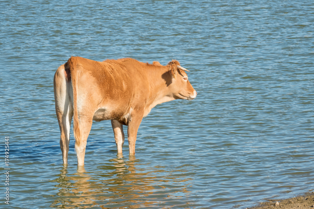 Spanish cows of retinta breed, drinking on Barruecos zone, Caceres, Spain Spanish cows of retinta breed, drinking on Barruecos zone, Caceres, Spain