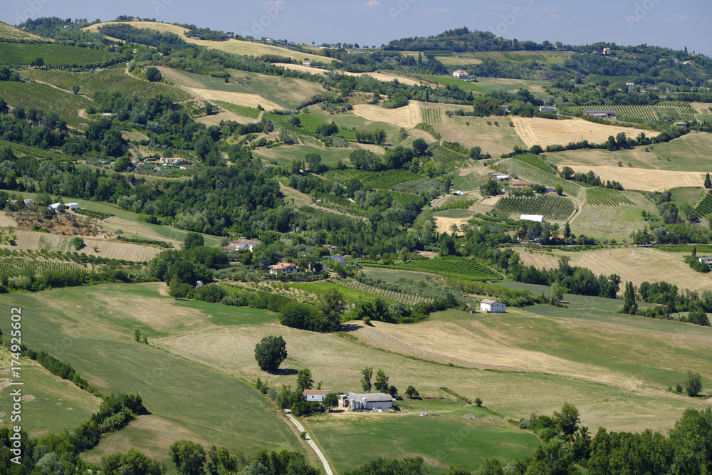 Landscape in Romagna at summer: vineyards Landscape in Romagna at summer: vineyards