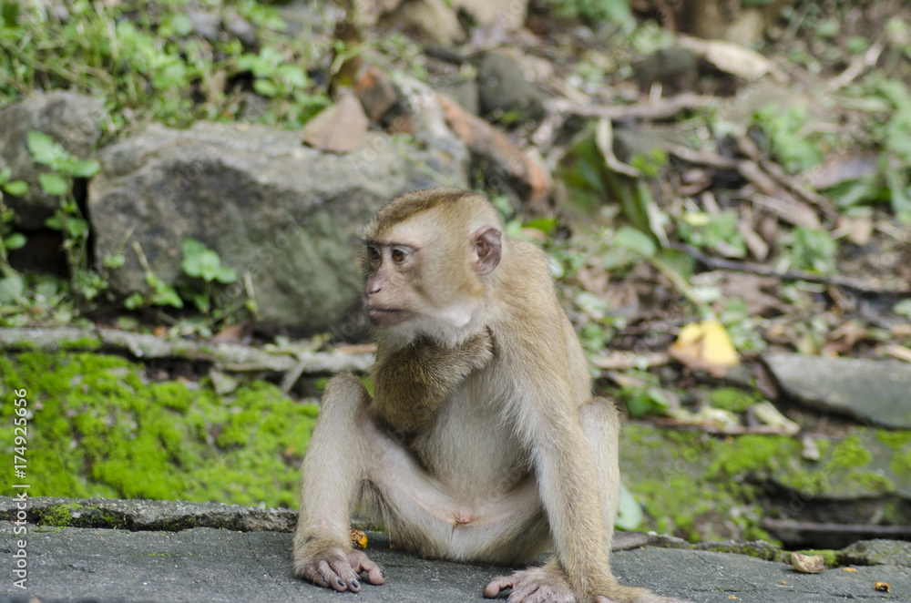 monkeys family on hill park of Phuket