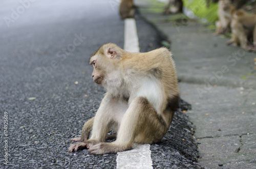 monkeys family on hill park of Phuket