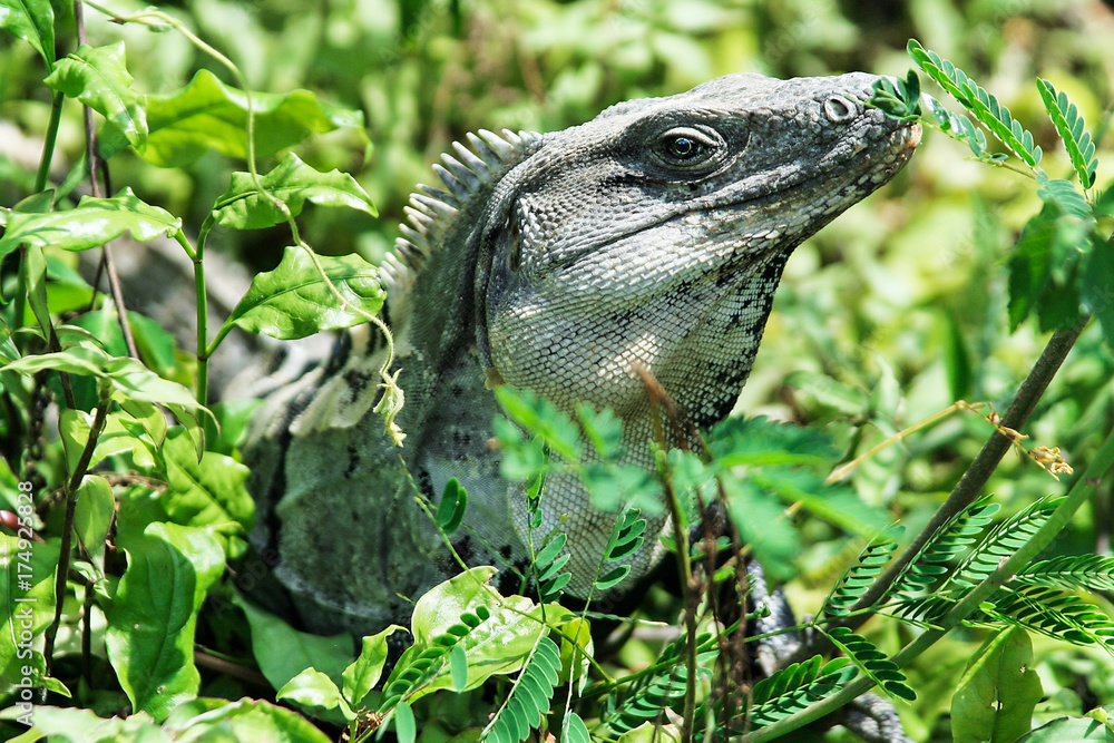 Obraz premium Wild varan in the grass