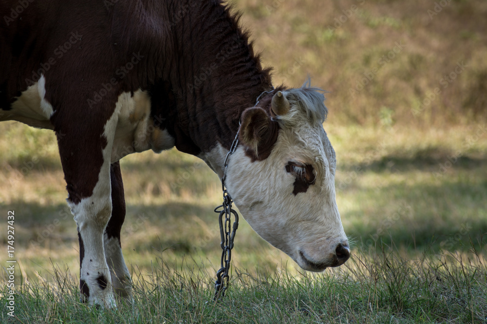 A young bull eats grass