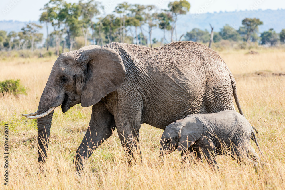 Fototapeta premium Elephants in Africa