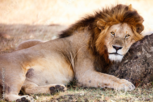 Fototapeta Naklejka Na Ścianę i Meble -  Male lion in Africa