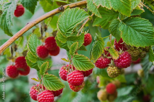 Autumn landscape. Ripe red raspberries on a Bush on a background of green foliage, closeup