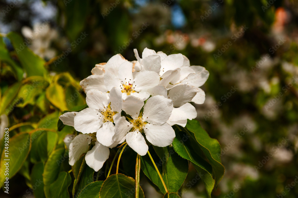 Fototapeta premium closeup of the beautiful pear blossom in spring