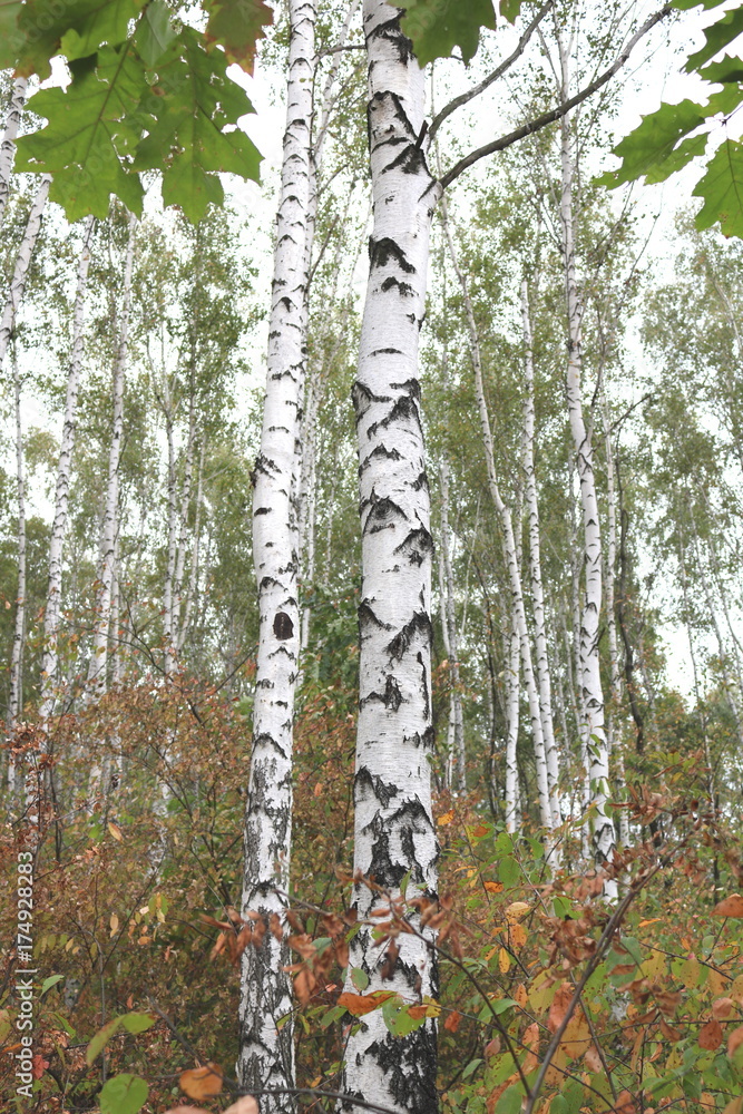 Fototapeta premium Beautiful birches in forest in early autumn