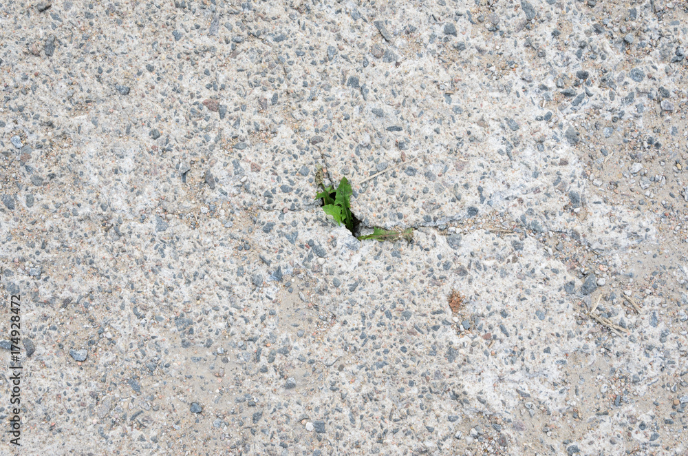 Small Plant is Growing Between Crack Concrete. Conceptual Background Presents Hope, Start or Life Small Plant is Growing Between Crack Concrete. Conceptual Background Presents Hope, Start or Life