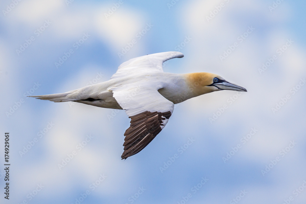 Northern gannet in flight against blue sky Northern gannet in flight against blue sky