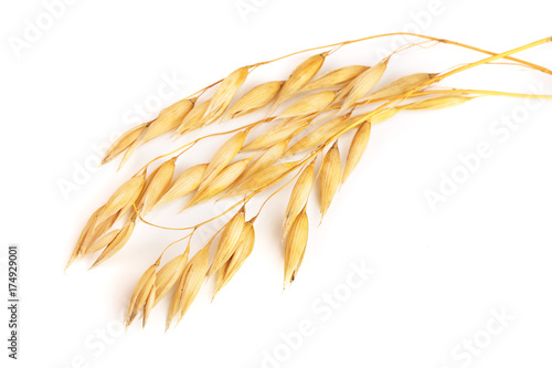 oat spike isolated on white background close-up