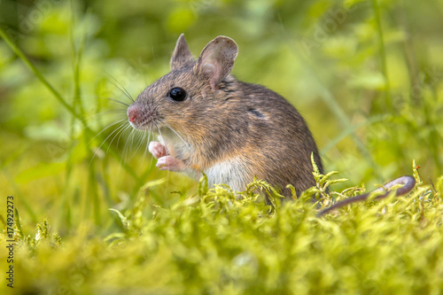 Wood mouse in green natural habitat