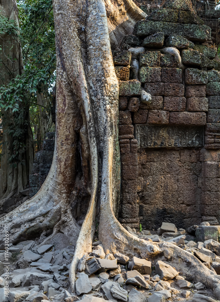 banyan tree in ruin Ta Prohm, Cambodia.