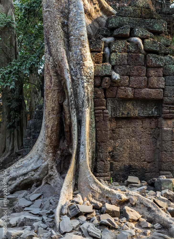 banyan tree in ruin Ta Prohm, Cambodia. banyan tree in ruin Ta Prohm, Cambodia.