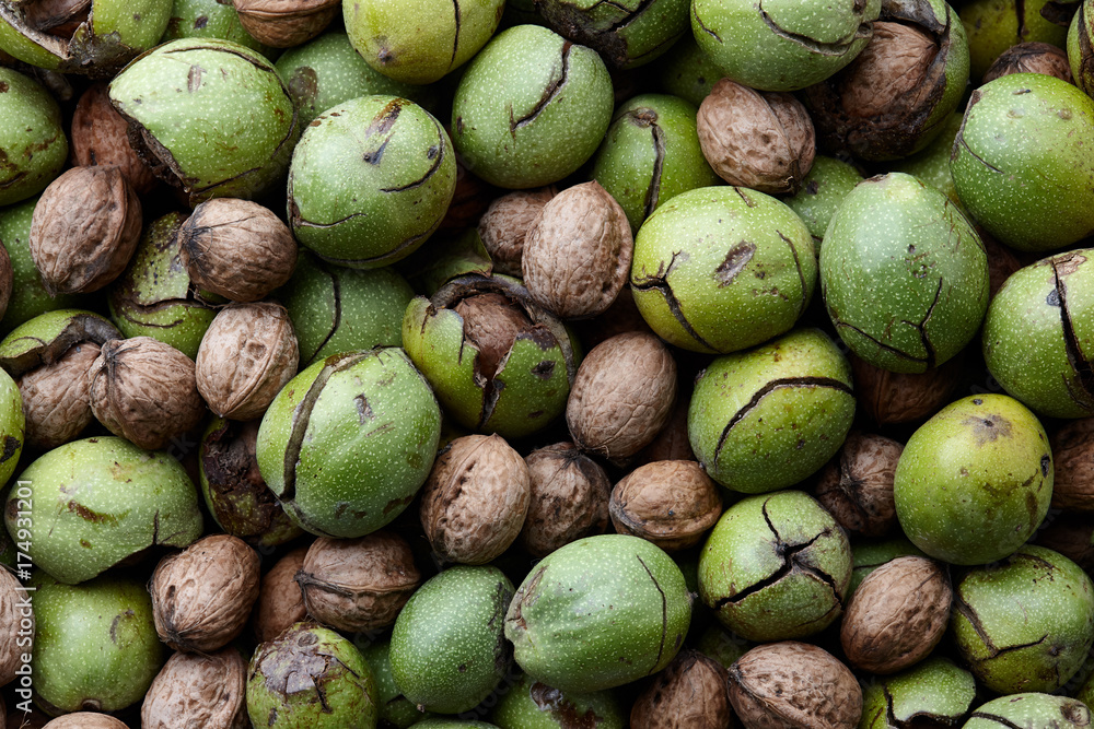 Fall harvest of fresh ripe walnuts, food background Fall harvest of fresh ripe walnuts, food background