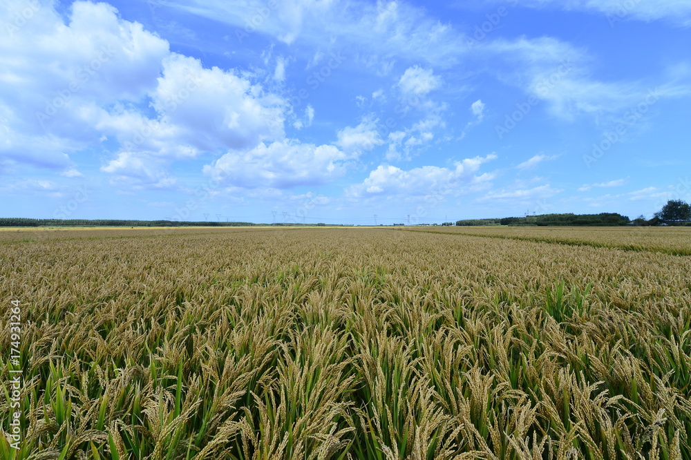 Paddy fields Paddy fields