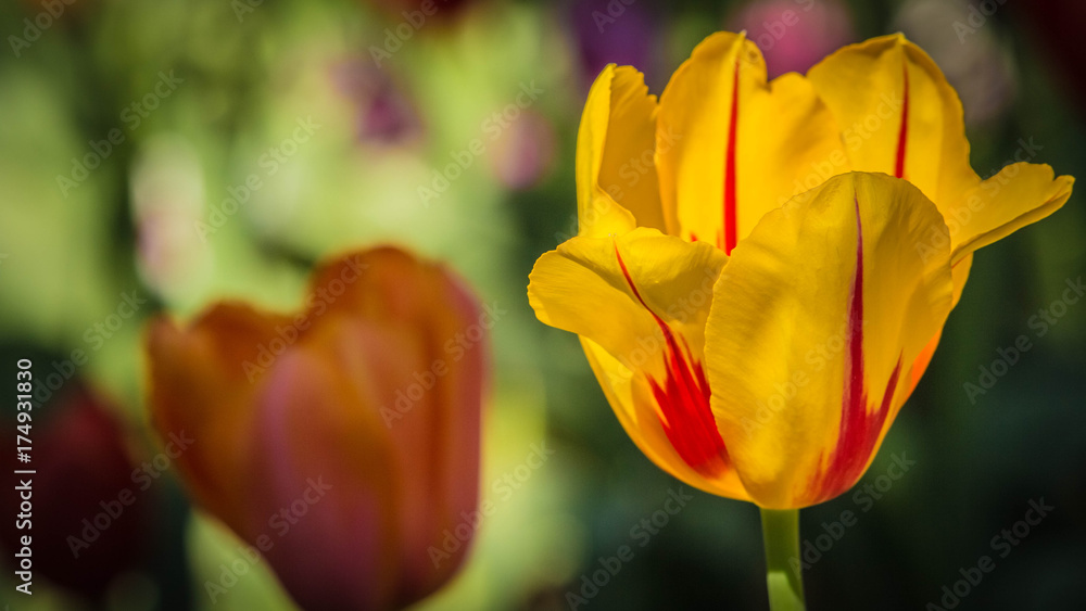 Yellow Red Tulip Yellow Red Tulip