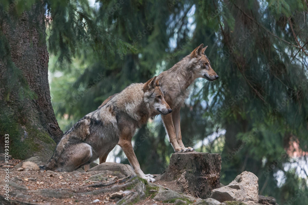 Obraz premium Wölfe_Ausschau