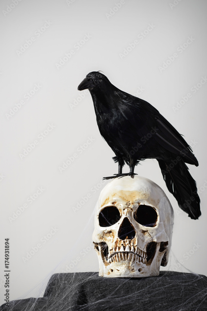 Fototapeta premium skull and crow on the white background
