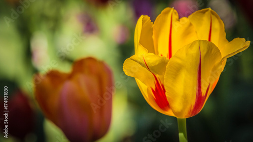 Yellow Red Tulip