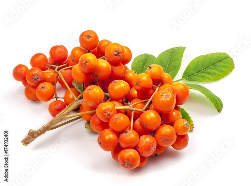 ashberry on white background