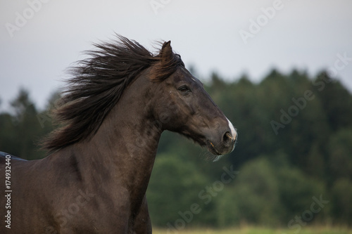 Pferd_Wind © Stocki Pictures