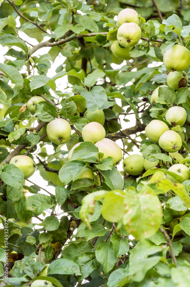 Ripe green apples on the tree.