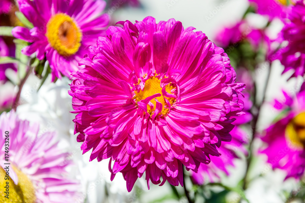 Flower background. Beautiful pink flower on the background of vibrant flowers. Flower background. Beautiful pink flower on the background of vibrant flowers.