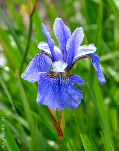 Fototapeta Naklejka Na Ścianę i Meble -  Blue iris with grass in the rain