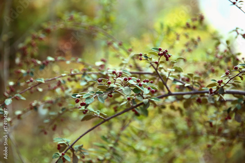 Close-up of ripe hawthorn on tree branch . Azerbaijan