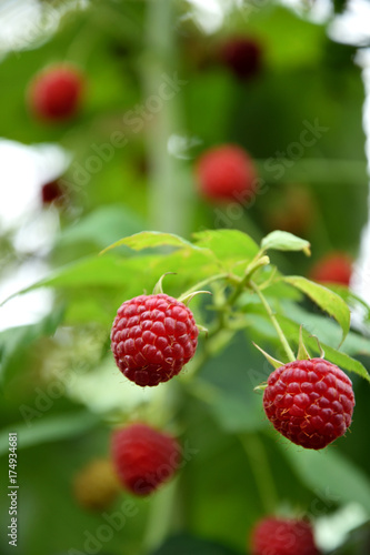 close-up of ripe raspberry in the garden