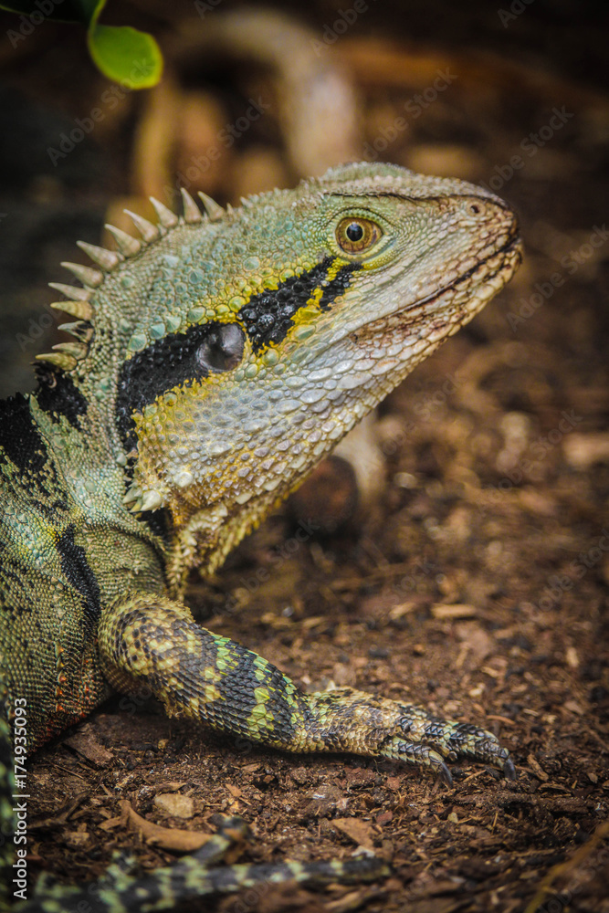 Obraz premium Water dragon