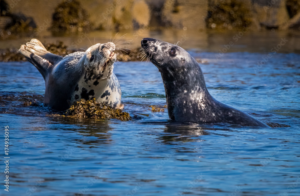 Naklejka premium Meet and Greet - Grey Seals, Farne Islands