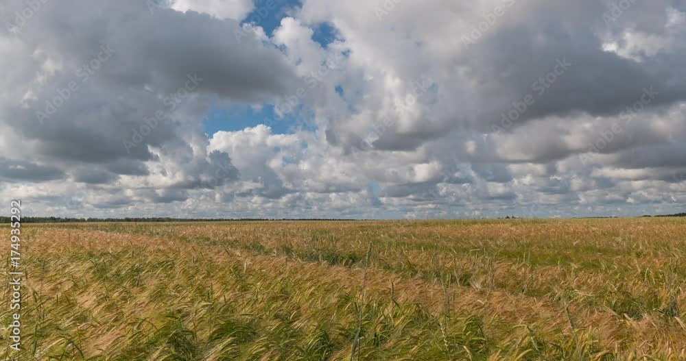 Time laps landscape of wheat field at harvest. Time laps landscape of wheat field at harvest.