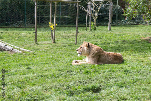 Lionne dans lherbe photo