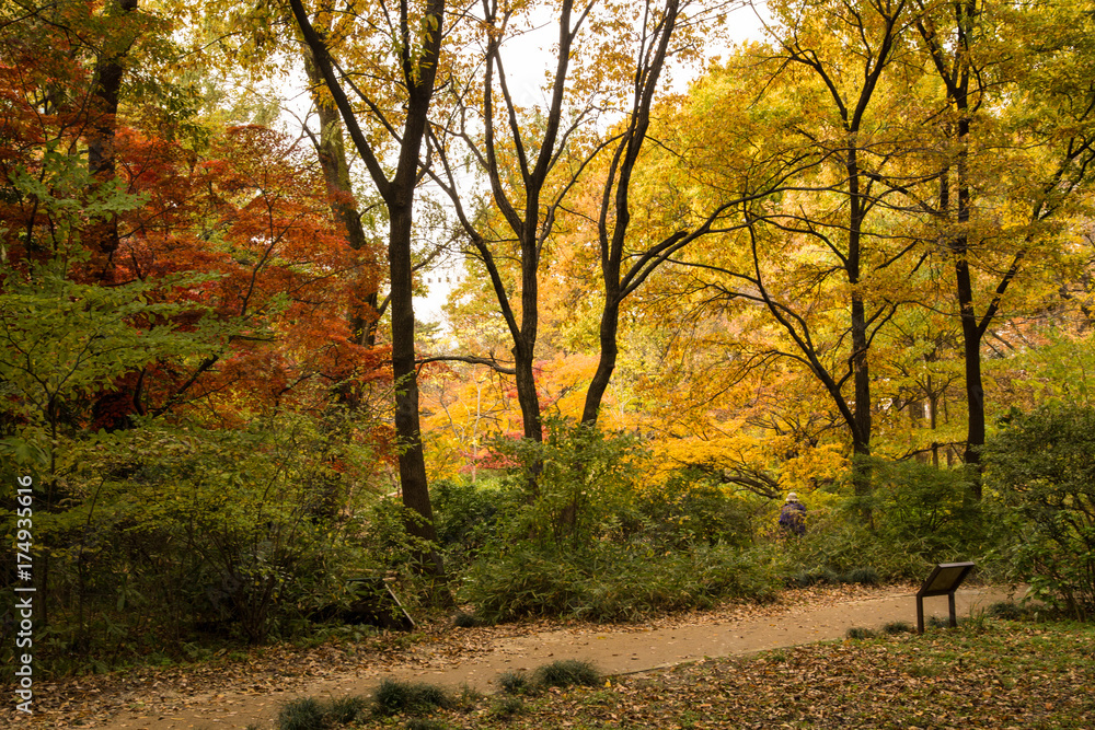 Obraz premium 新宿御苑の紅葉