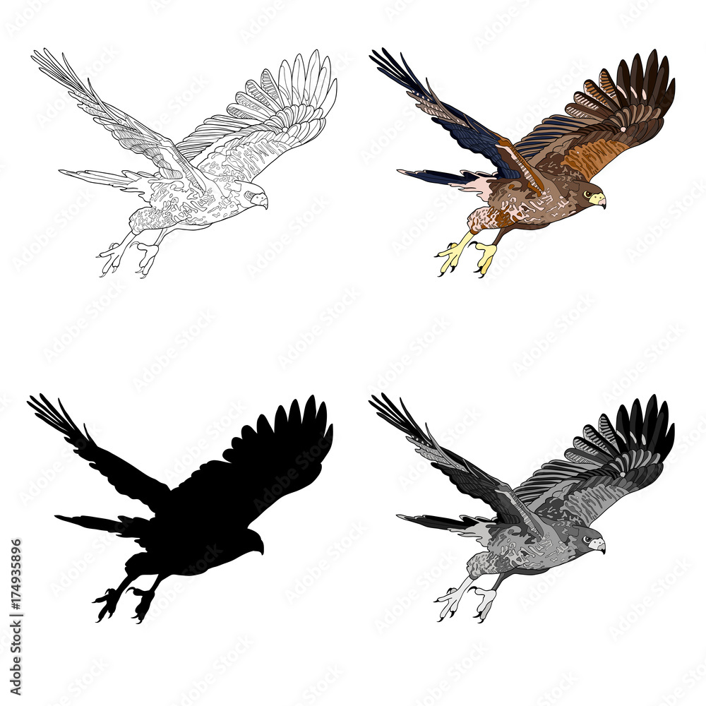 Fototapeta premium Vector illustration, an image of a flying hawk. Black line, black and white and gray spots, black silhouette, color image