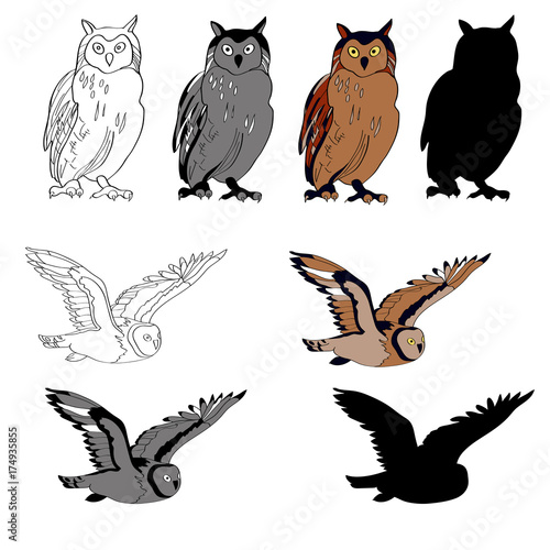 Vector illustration, an image of an owl in different angles, a sitting owl, a flying owl. Black line, black and white and gray spots, black silhouette, color image