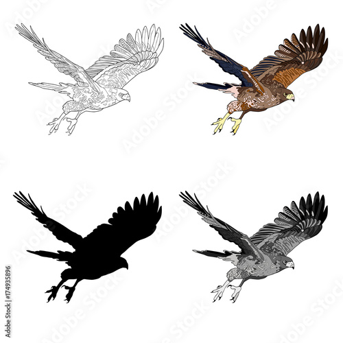 Vector illustration, an image of a flying hawk. Black line, black and white and gray spots, black silhouette, color image