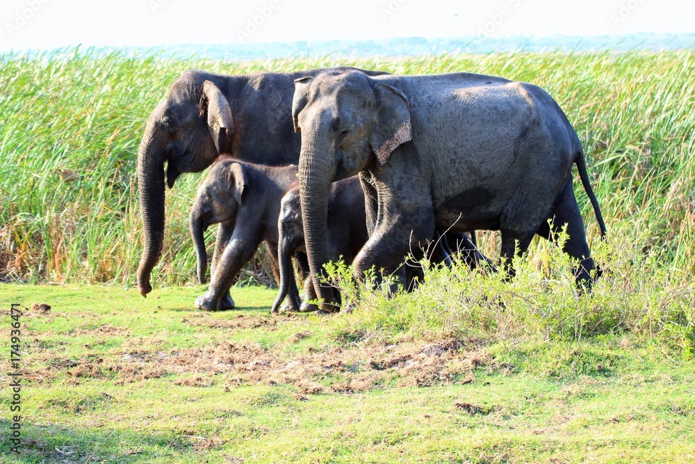 Elefantenfamilie im Schilf 8