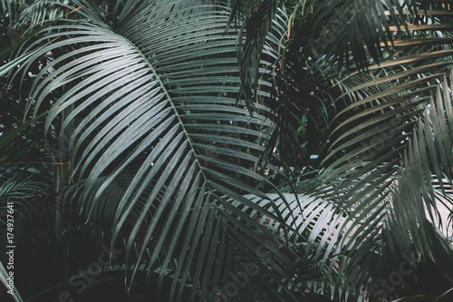 Palm garden background