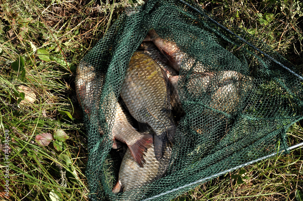 Obraz premium Fishing