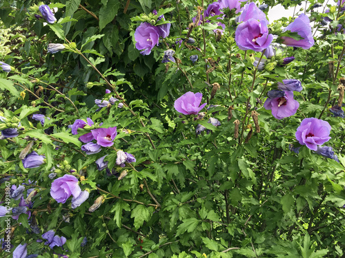 violet hibiscus shrub