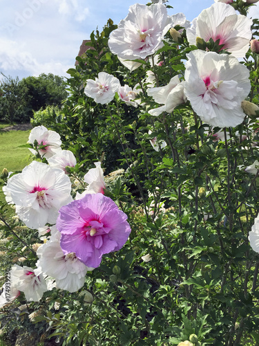 a twotone hibiscus shrub photo