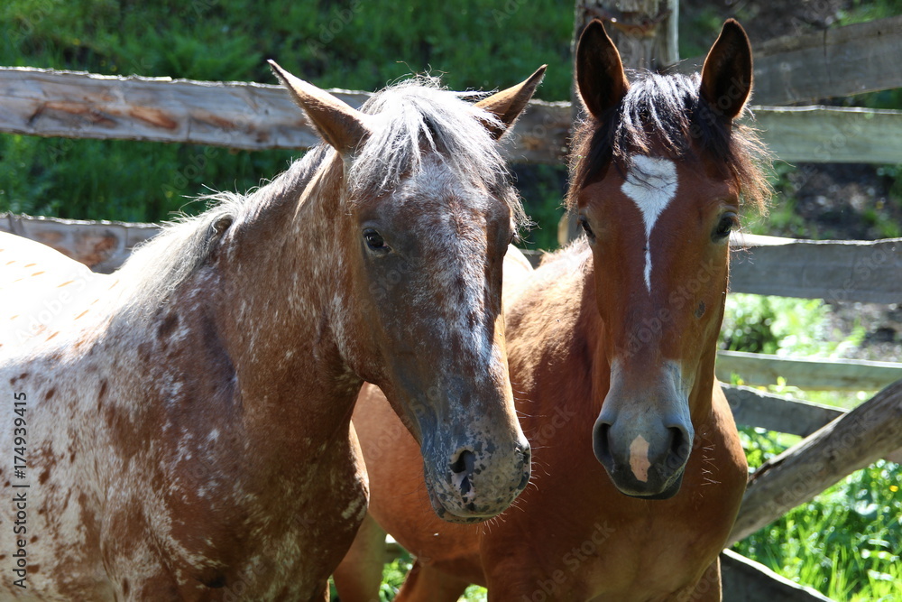 Horse Horse