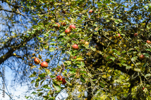 D, Bayern, Apfelbaum mit Äpfeln im Spätsommer